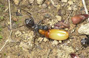カタクリの種を運ぶクロヤマアリ