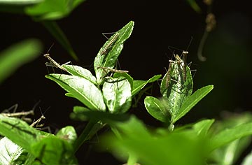 オオカマキリの孵化