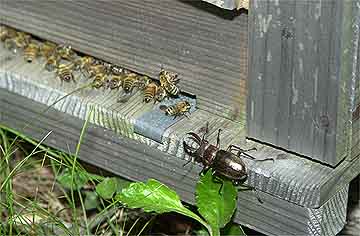 何をしてるの？ミヤマクワガタ