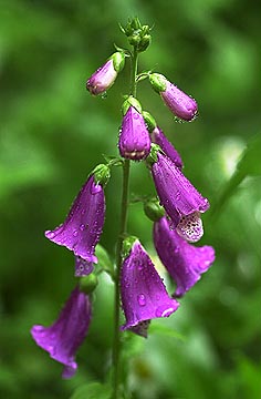 ジギタリスの花