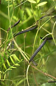 カラスノエンドウの実