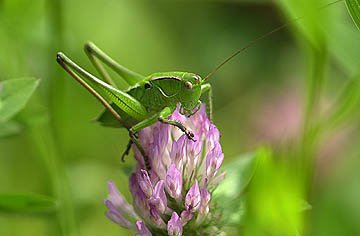 キリギリスの幼虫