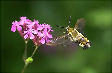 スキバホウジャク