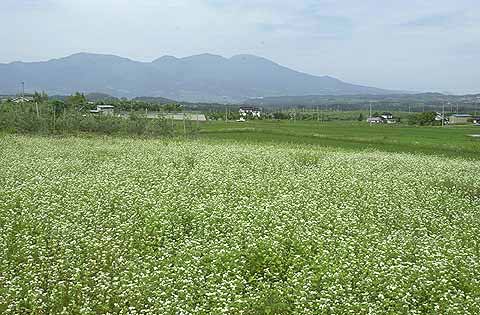 ソバの花