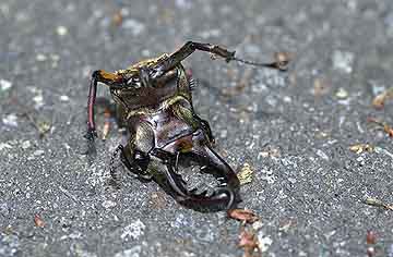 ミヤマクワガタの悲劇