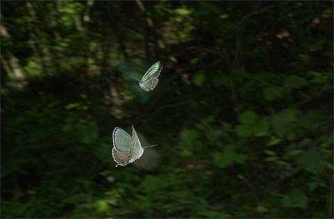 メスアカミドリシジミのテリトリー争い