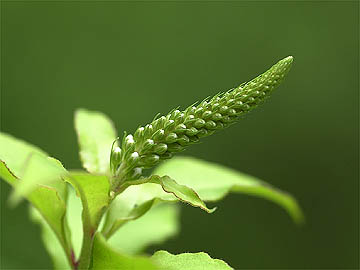 オカトラノオのつぼみ