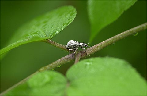 ヒメシロコブゾウムシ