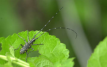 キボシカミキリ