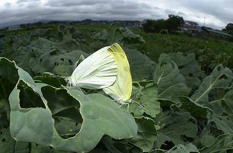 モンシロチョウの交尾