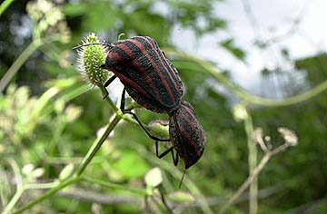 アカスジカメムシ