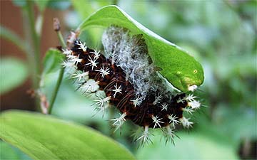 寄生されたルリタテハの幼虫