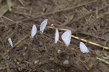 ルリシジミの集団吸水