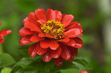 ヒャクニチソウ