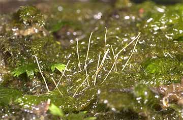 ミズカマキリの卵