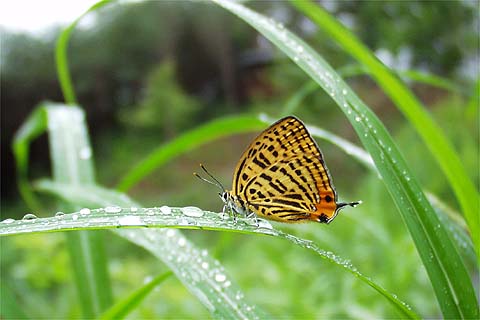 ウラナミアカシジミ