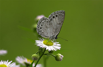 ウラゴマダラシジミ