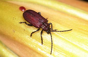 カタクリハムシ