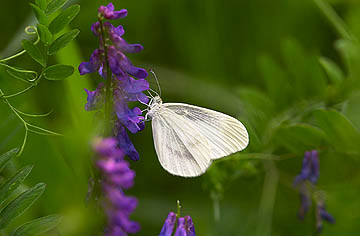ヒメシロチョウ