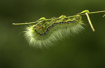 クスサンの幼虫