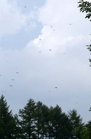 ウスバキトンボ