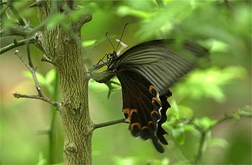 クロアゲハの産卵