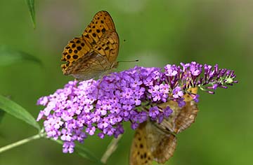 戻ってきたヒョウモンチョウ1