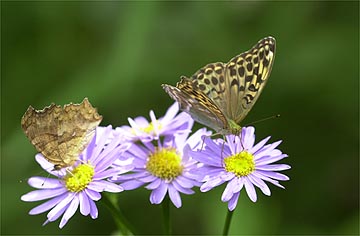 戻ってきたヒョウモンチョウ2