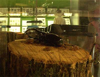 黒いヘルクレスオオカブト