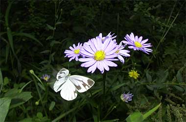 エゾスジグロシロチョウ