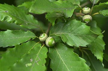 コナラのドングリ