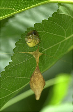 トリノフンダマシ