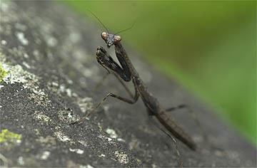コカマキリの幼虫