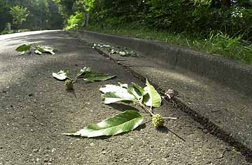 ハイイロチョッキリの落とし物