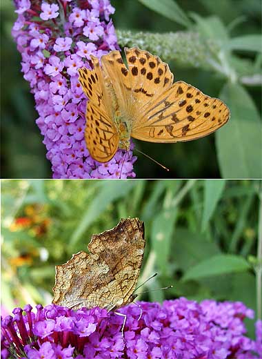 ブッドレアに来たチョウ