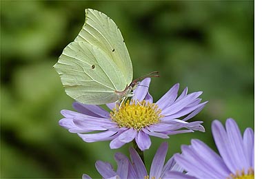 スジボソヤマキチョウ・小諸日記1年無欠勤更新記録