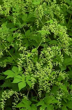 カナムグラの花