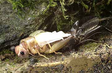 エンマコオロギの羽化