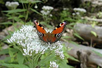 クジャクチョウ
