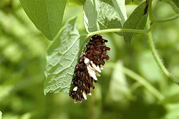 ジャコウアゲハの幼虫