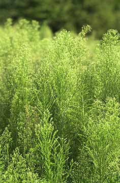 ヒメムカシヨモギ