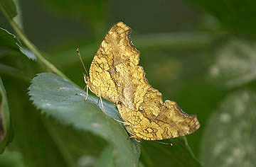 キタテハの交尾