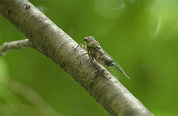 ツクツクボウシ