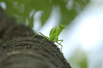 ハラビロカマキリの幼虫