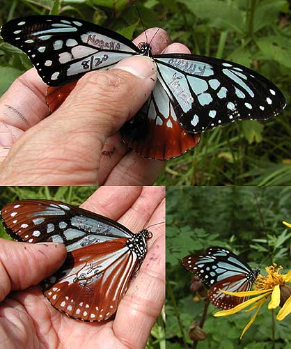 アサギマダラのマーキング