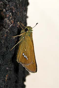 千代田区のイチモンジセセリ