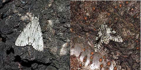 さくらの木の幹にいたガ