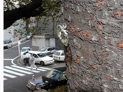 千代田区のミンミンゼミ