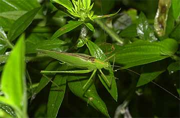 セスジツユムシ