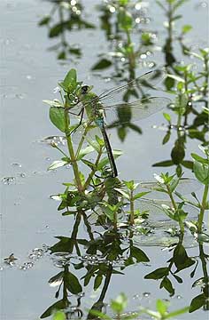 ギンヤンマの産卵